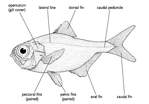 Bloodline or lateral line in fish