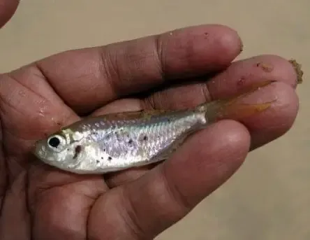 Minnow in hand