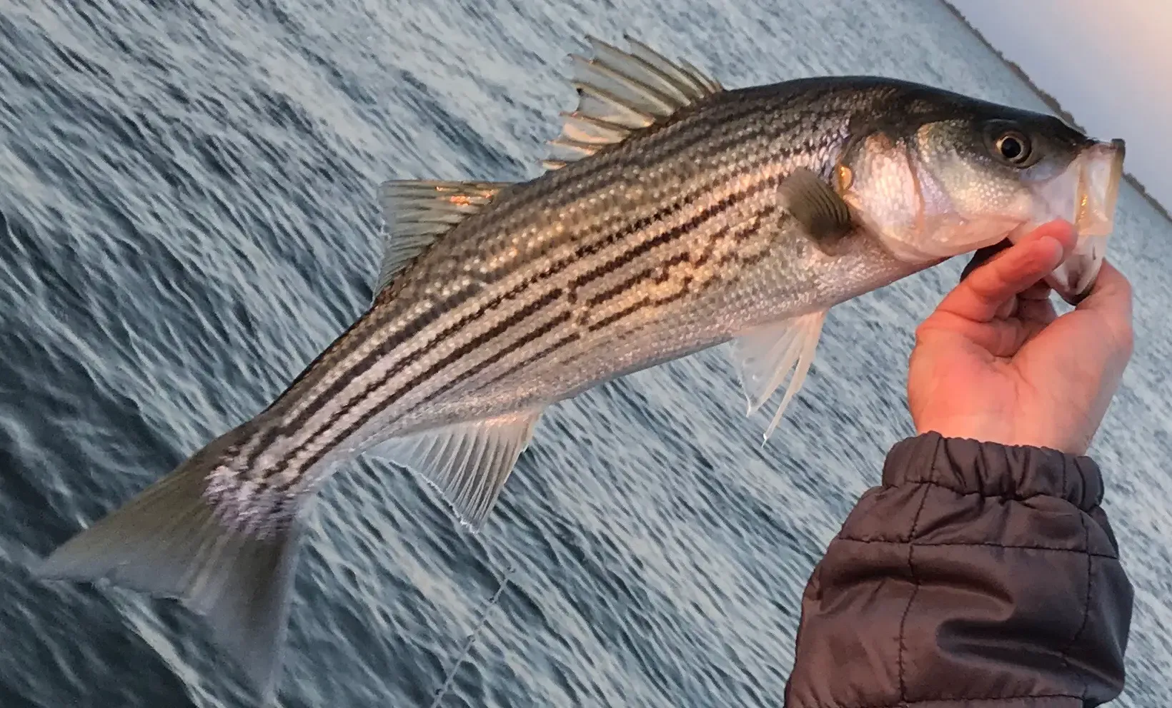 best fishing reel for striped bass