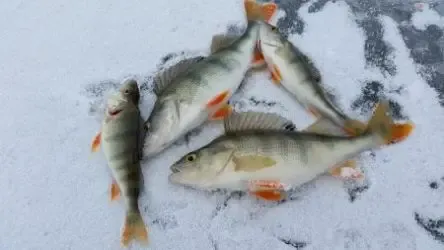 perch ice fishing
