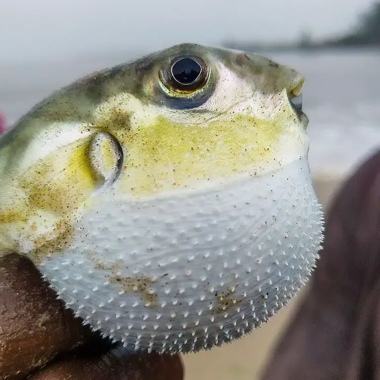 Puffed up pufferfish