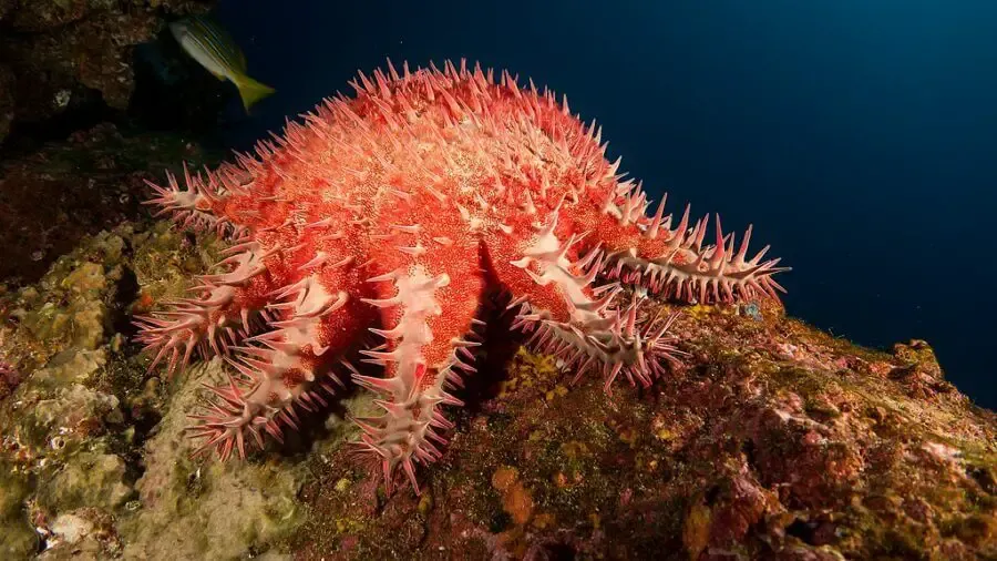 Crown-of-thorns starfish with its poisonous spikes