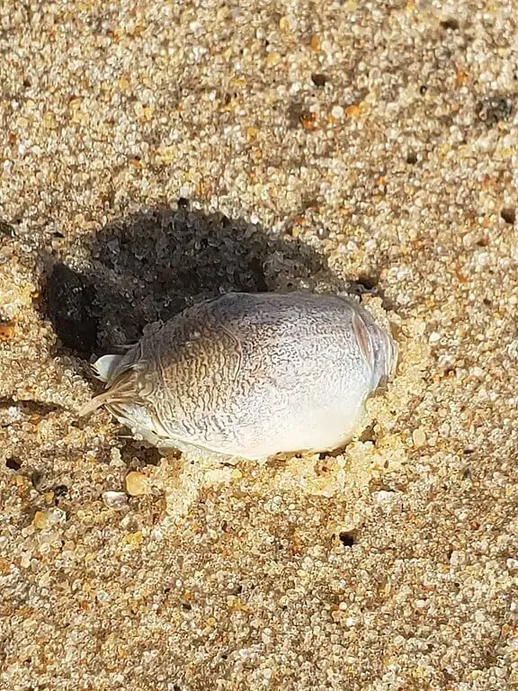 Atlantic sand crab