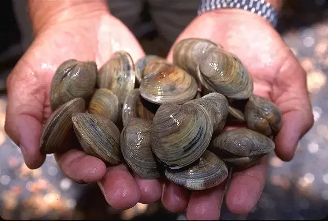 Little neck clams
