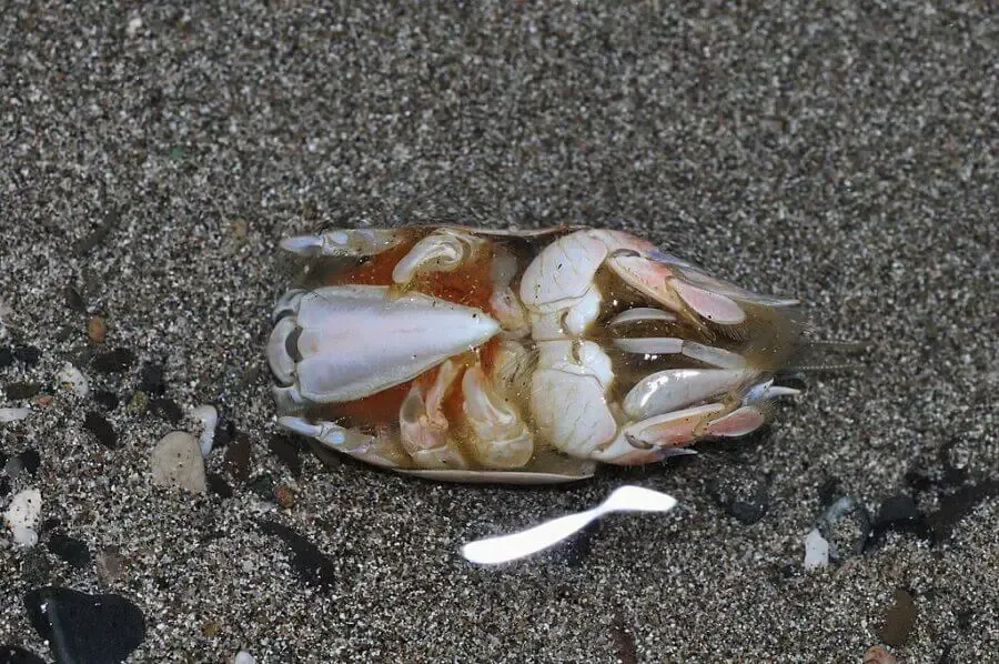 Pacific mole crab