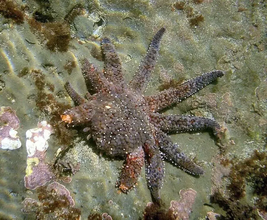 Starfish regenerating legs