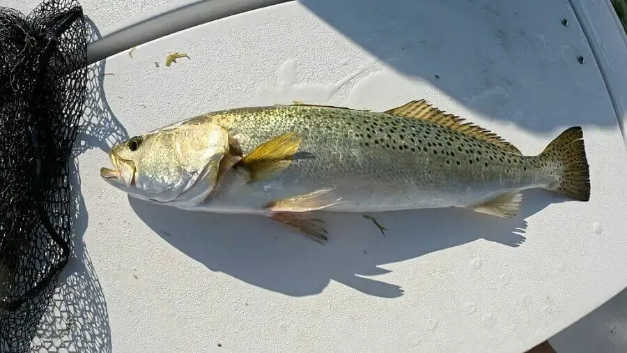 Spotted seatrout