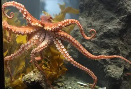 fishing for octopus