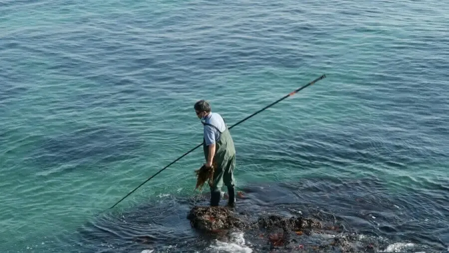 Fisherman gathering seaweed