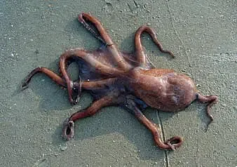 Is Octopus Ink Poisonous