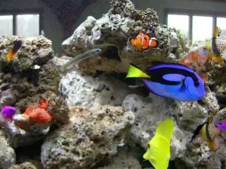 What Types of Fish are in Finding Nemo