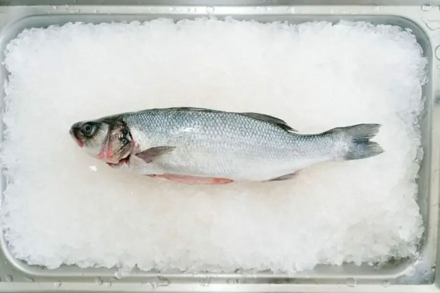 Branzino fish on ice