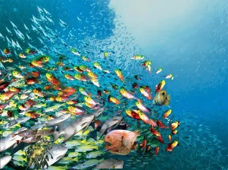 How Many Fish Live in the Ocean