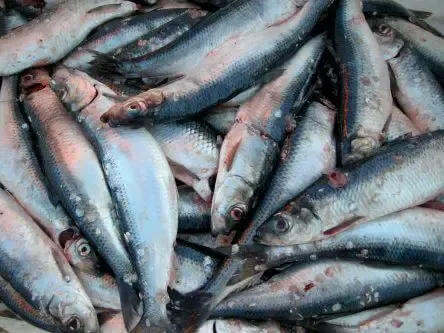 How to Fish with Herring as Bait