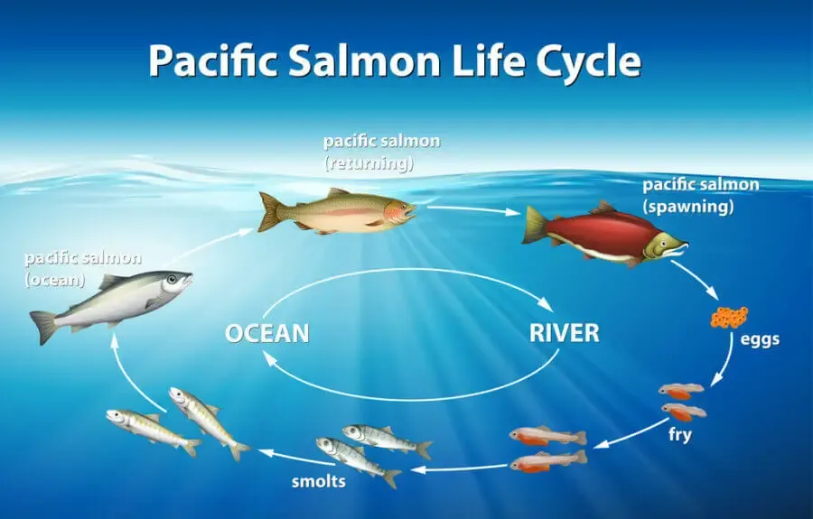 Pacific salmon life cycle