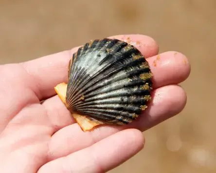 How Does a Scallop Swim