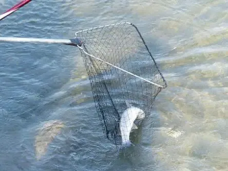 How to Net a Fish Like a Pro
