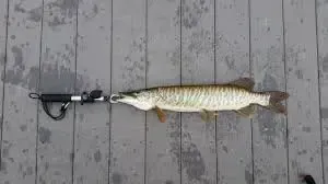 What is a Tiger Muskie