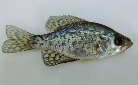 Can You Eat a Crappie Fish