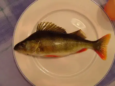 Can You Eat a Perch Fish