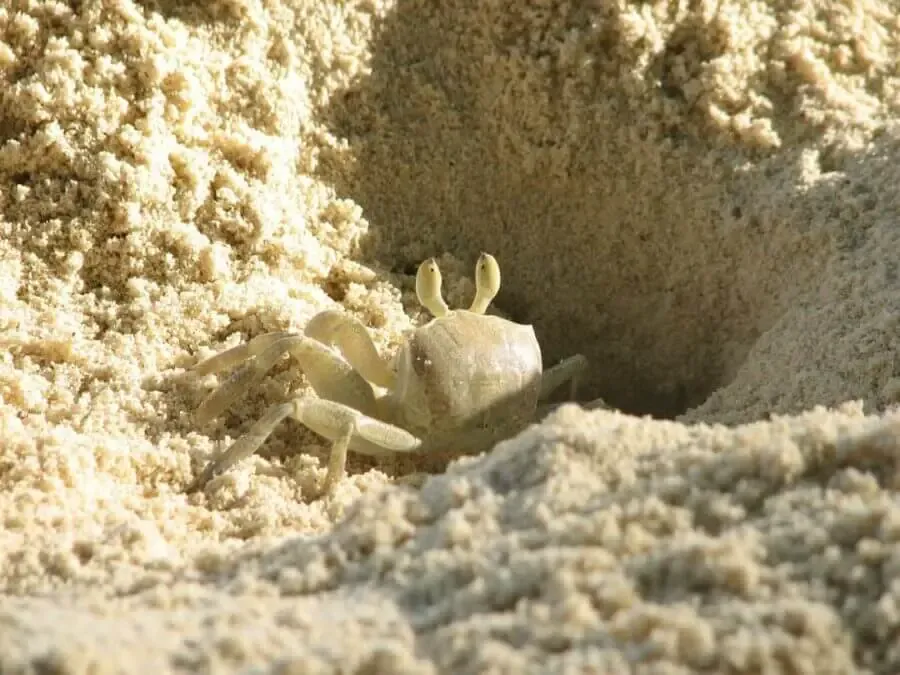 Burrowing ghost crab