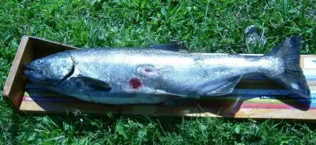 Can You Eat a Chinook Salmon