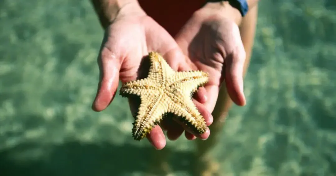 Person holding a starfish