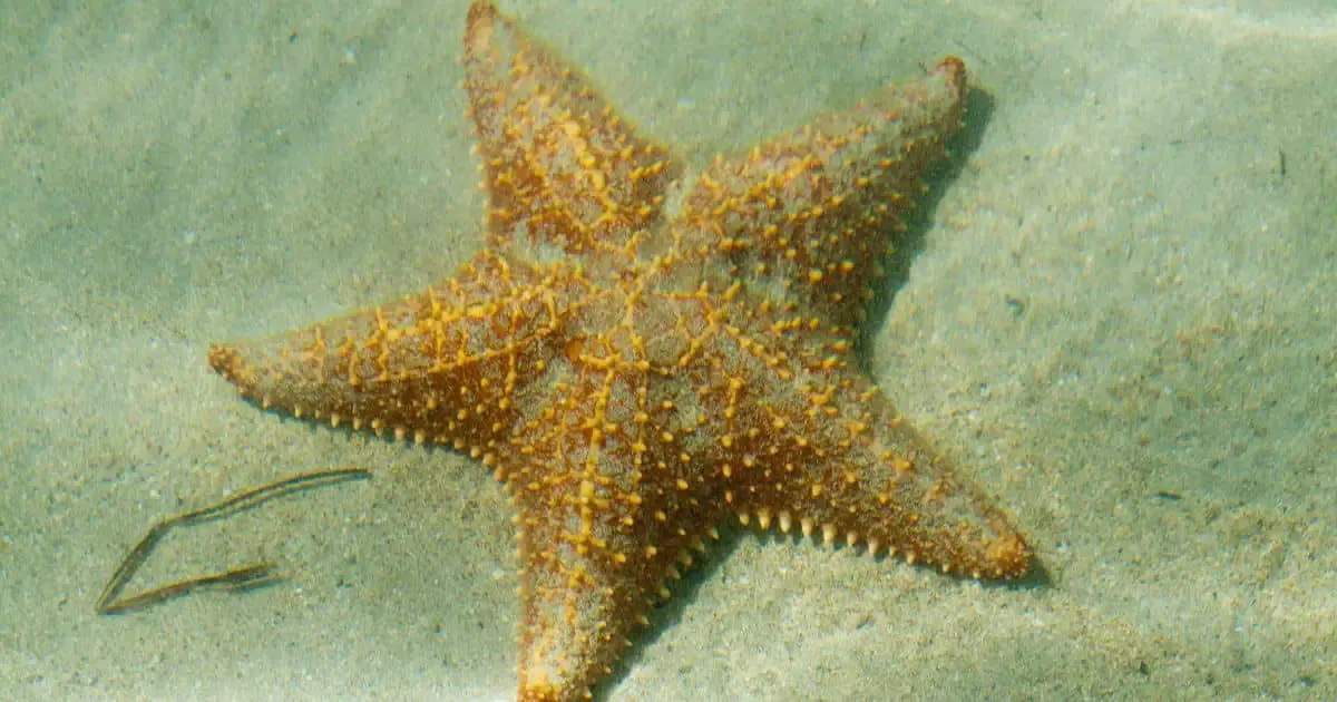 underwater starfish caribbean sea