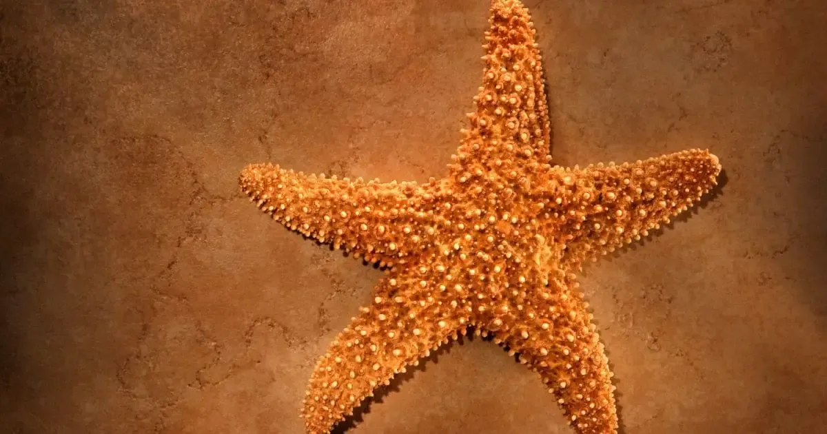 what do starfish taste like