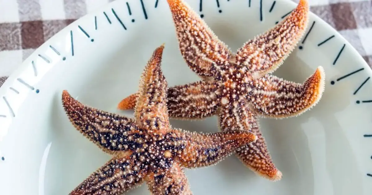 boiled edible starfish